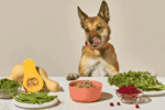 Americans Are Choosing Fresh and Human-Grade Dog Food