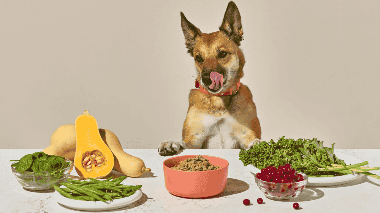 Americans Are Choosing Fresh and Human-Grade Dog Food