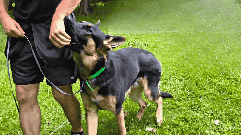 U.S. Expert Dog Training Tips