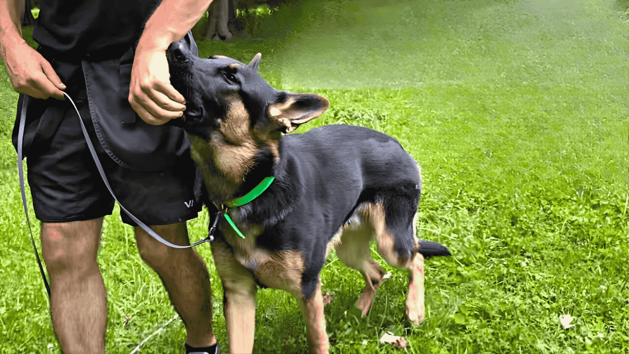 U.S. Expert Dog Training Tips