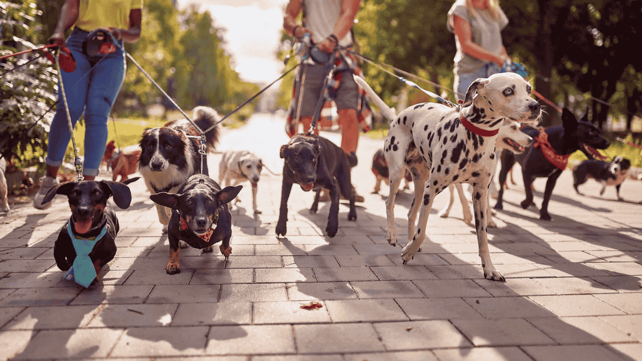 Eco-Friendly Dog Brands Leading the U.S.