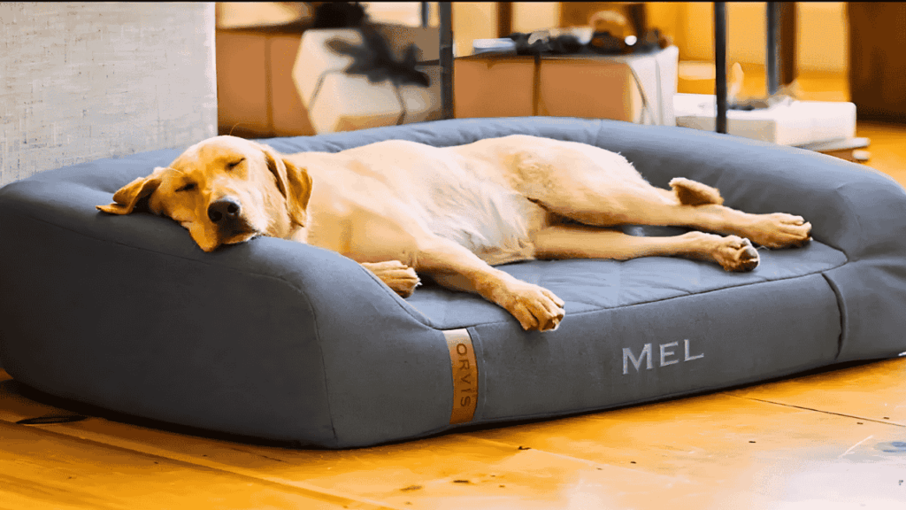 Best Affordable Luxury Dog Beds for U.S. Pet