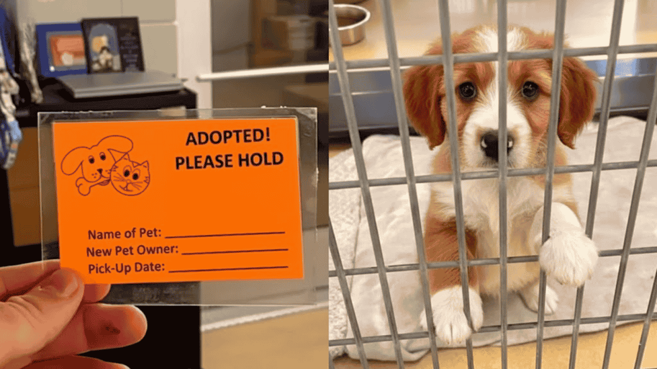 America’s New Best Friend