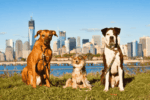 America’s Most Dog-Friendly Cities