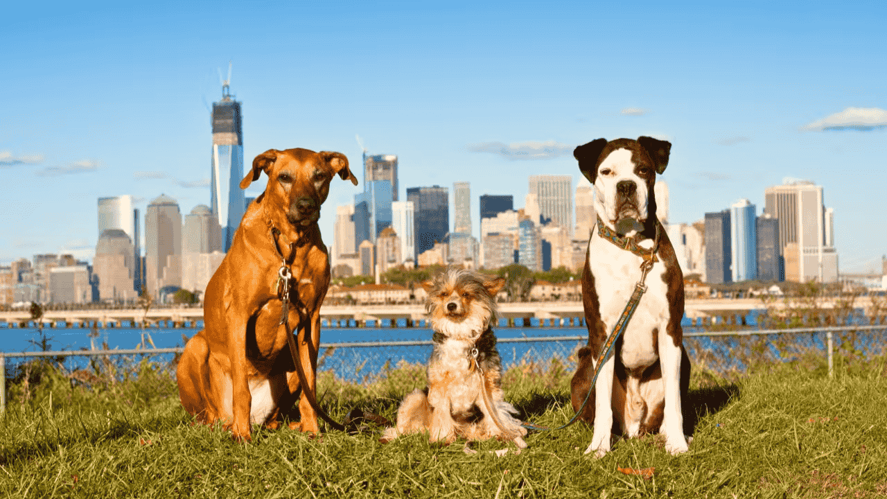 America’s Most Dog-Friendly Cities