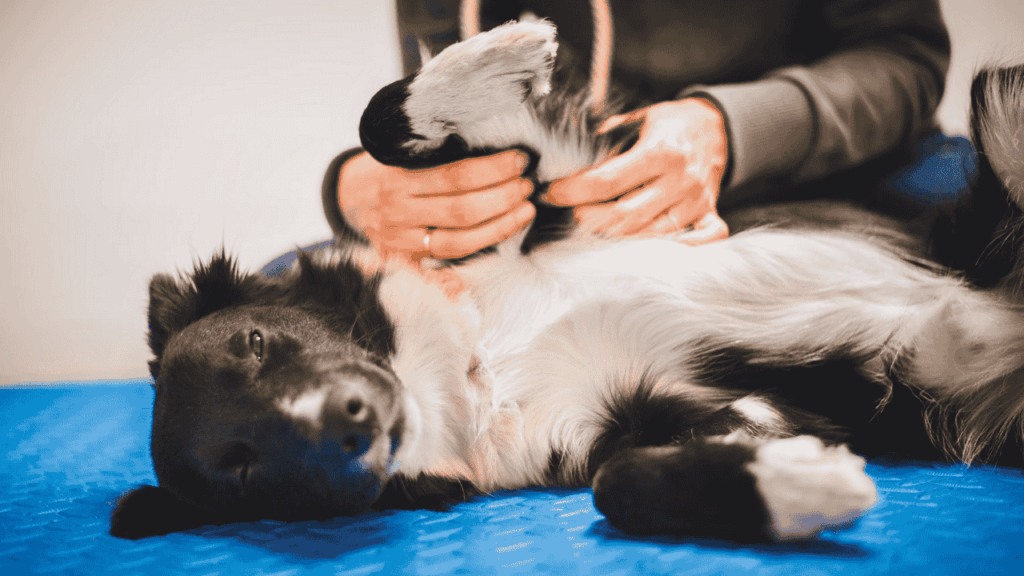 The Rise of Holistic Dog Wellness