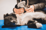 The Rise of Holistic Dog Wellness