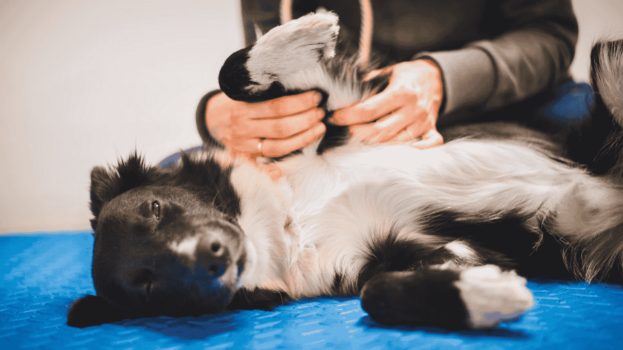 The Rise of Holistic Dog Wellness