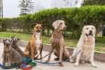 Find the Perfect Dog for Your American Lifestyle