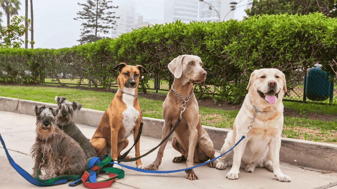 Find the Perfect Dog for Your American Lifestyle