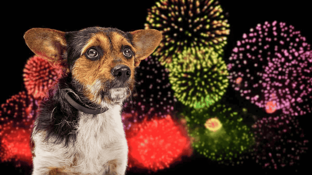 Fireworks Anxiety in Dogs