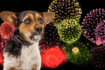 Fireworks Anxiety in Dogs