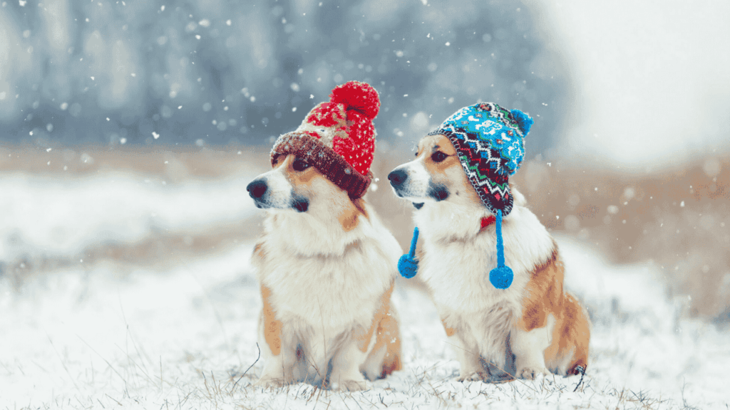 Dog Winter Care Tips