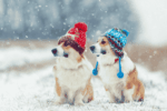 Dog Winter Care Tips