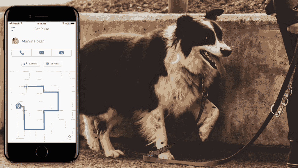 Dog Walking Apps USA