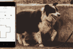 Dog Walking Apps USA