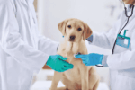 Dog Health Warning Signs