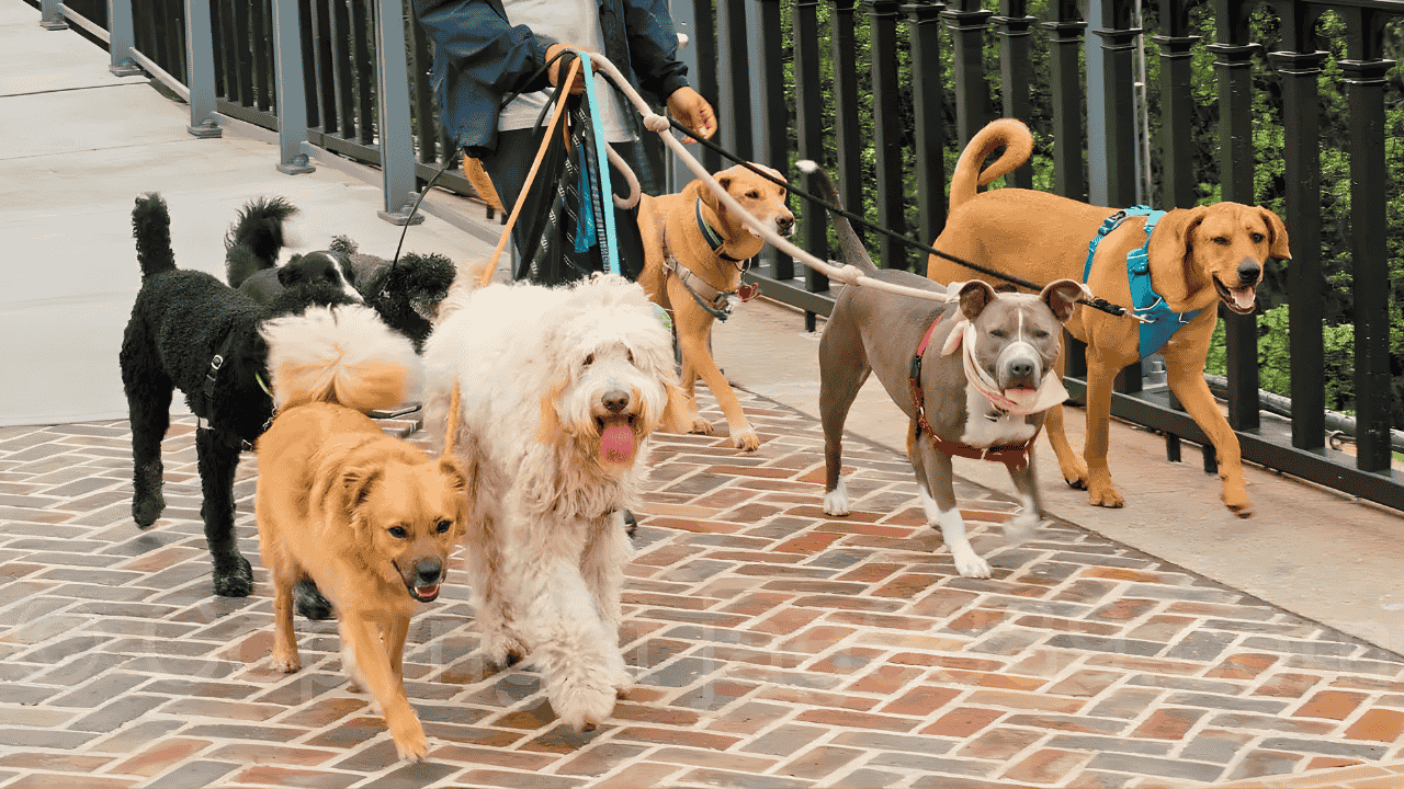 Dog Business Startup Guide